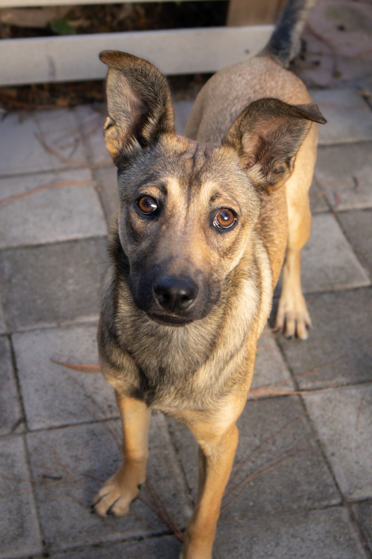 Rescued pup waiting for a home