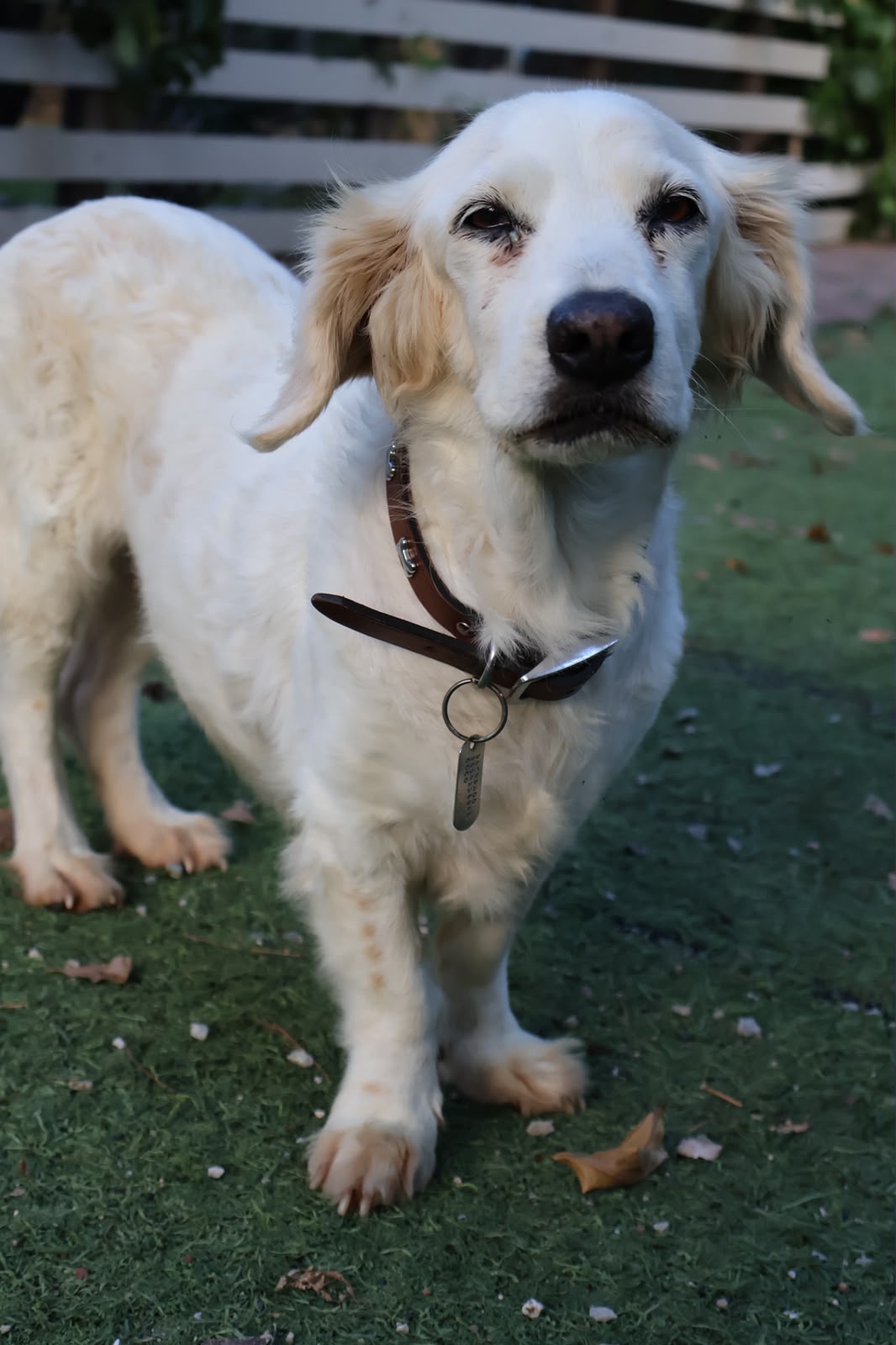 Rescued pup waiting for a home