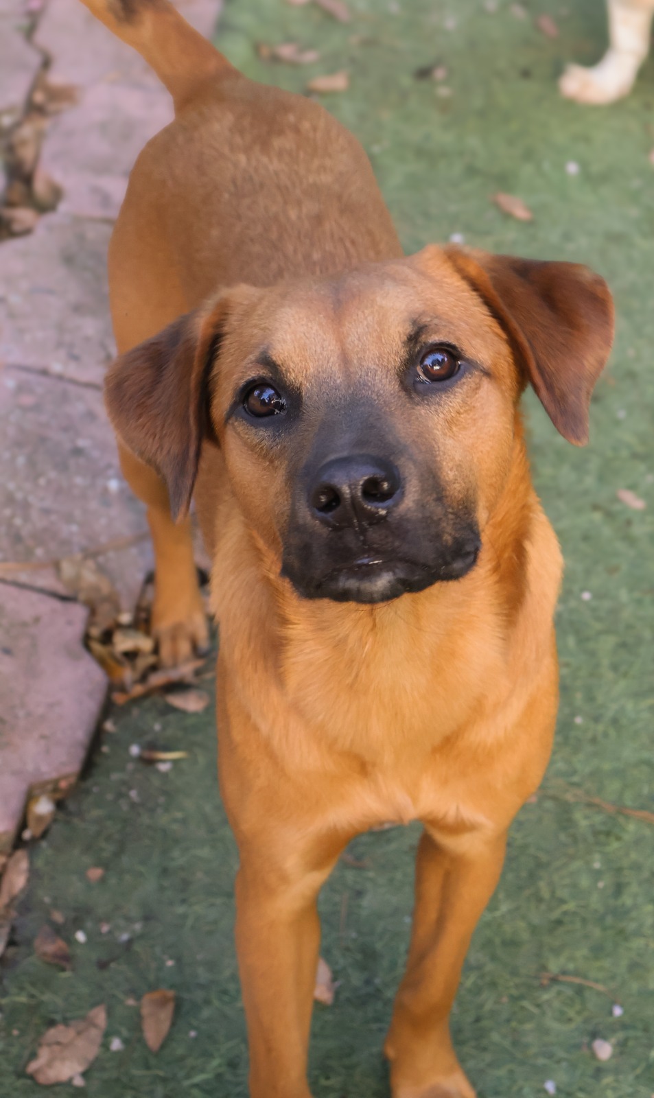 Rescued pup waiting for a home