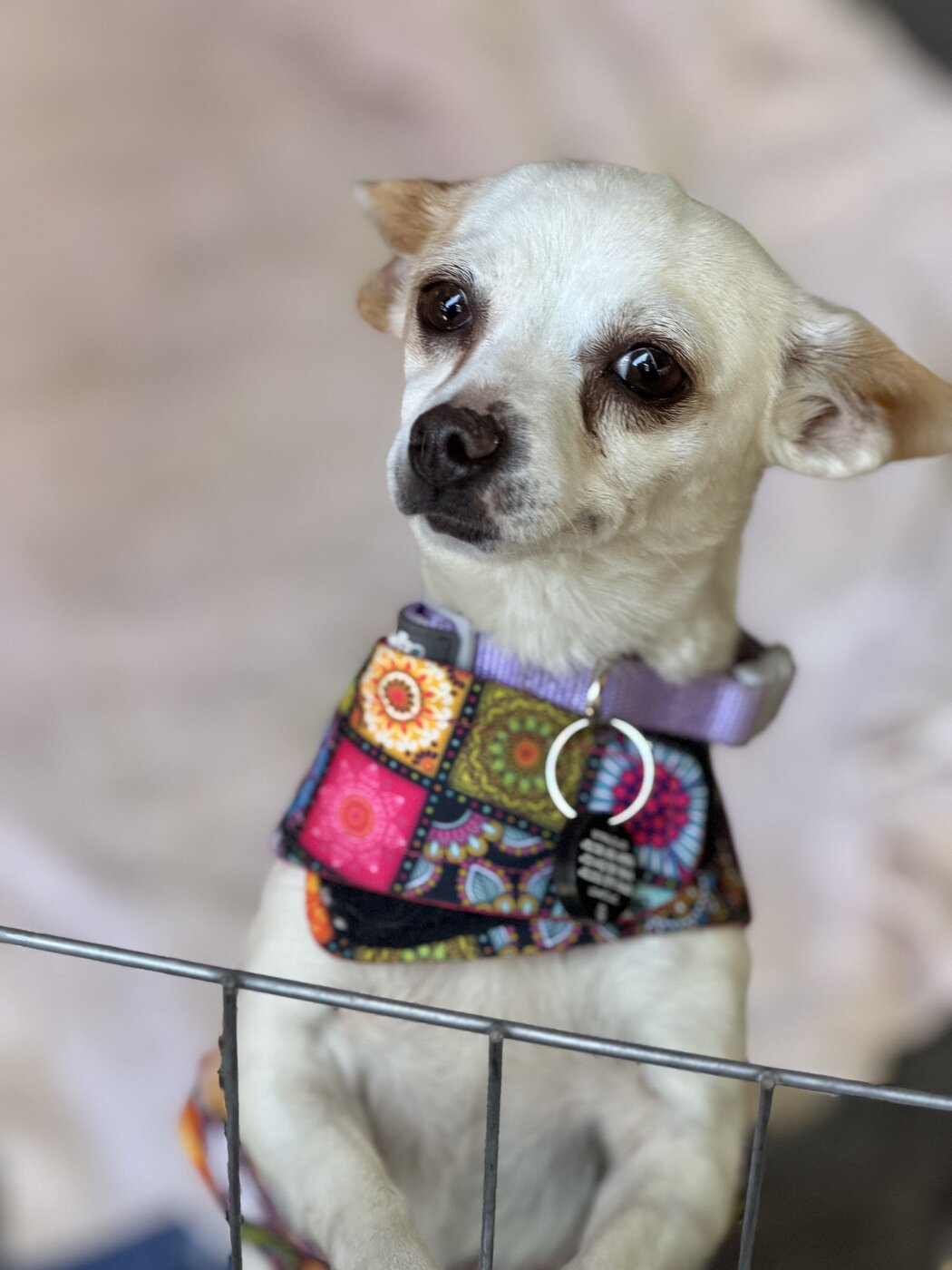 Rescued pup waiting for a home