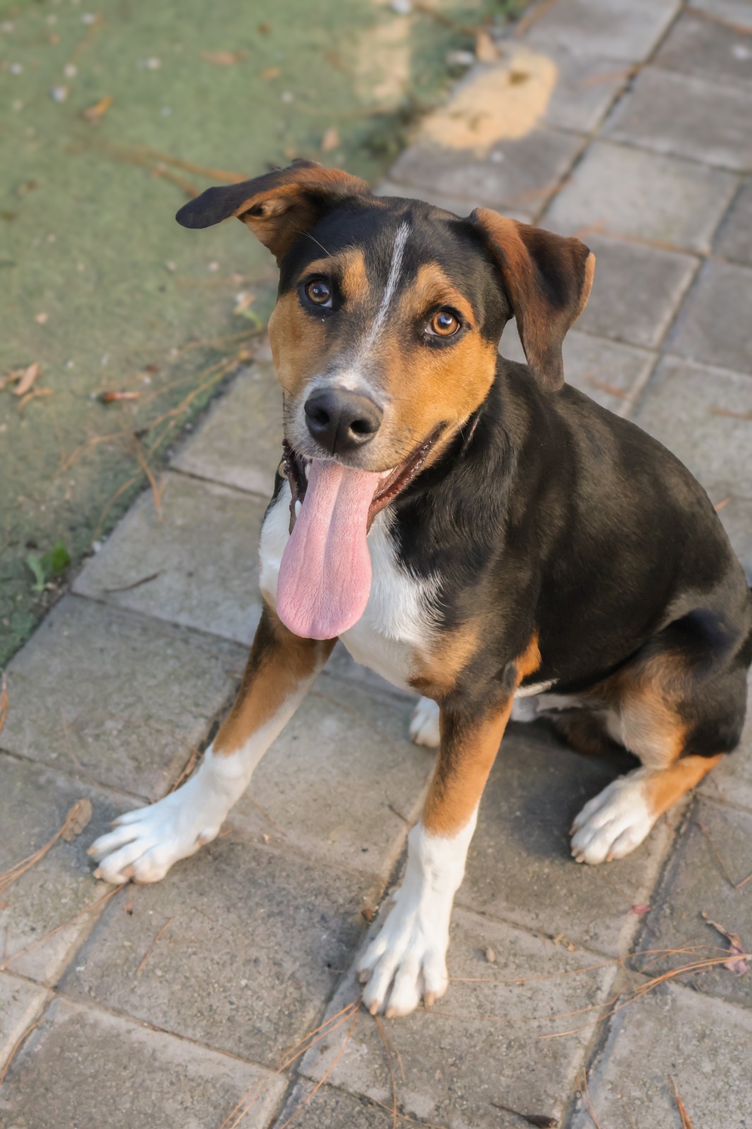Rescued pup waiting for a home