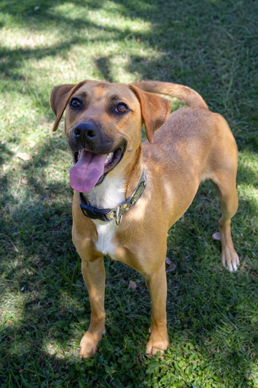 Rescued pup waiting for a home