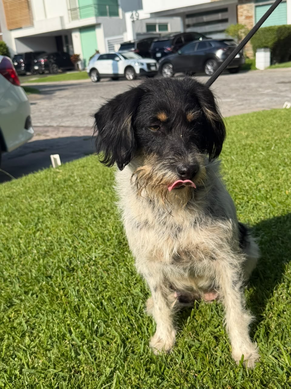 Rescued pup waiting for a home