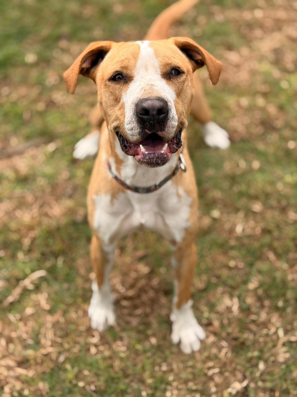 Rescued pup waiting for a home