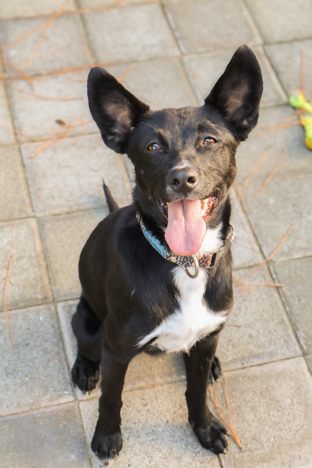 Rescued pup waiting for a home
