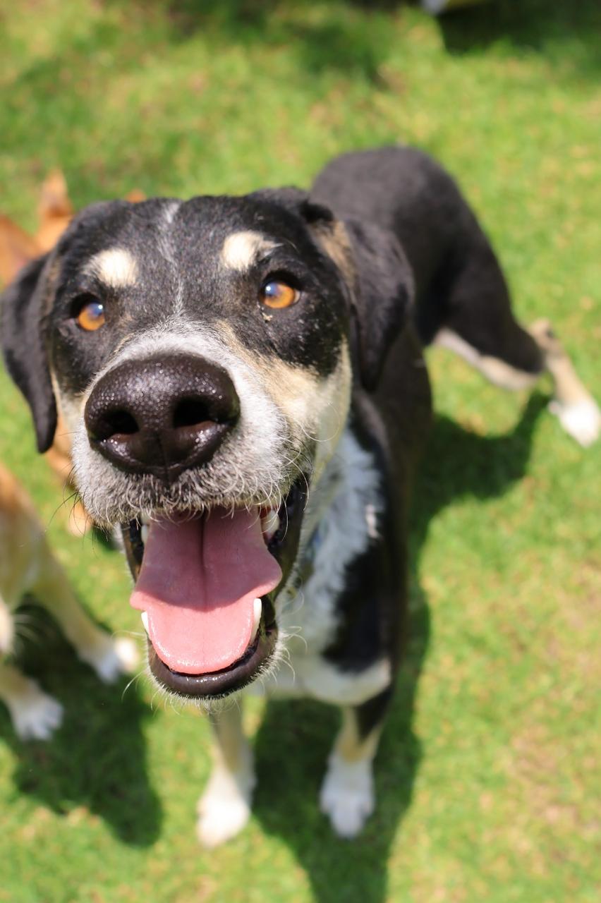 Rescued pup waiting for a home