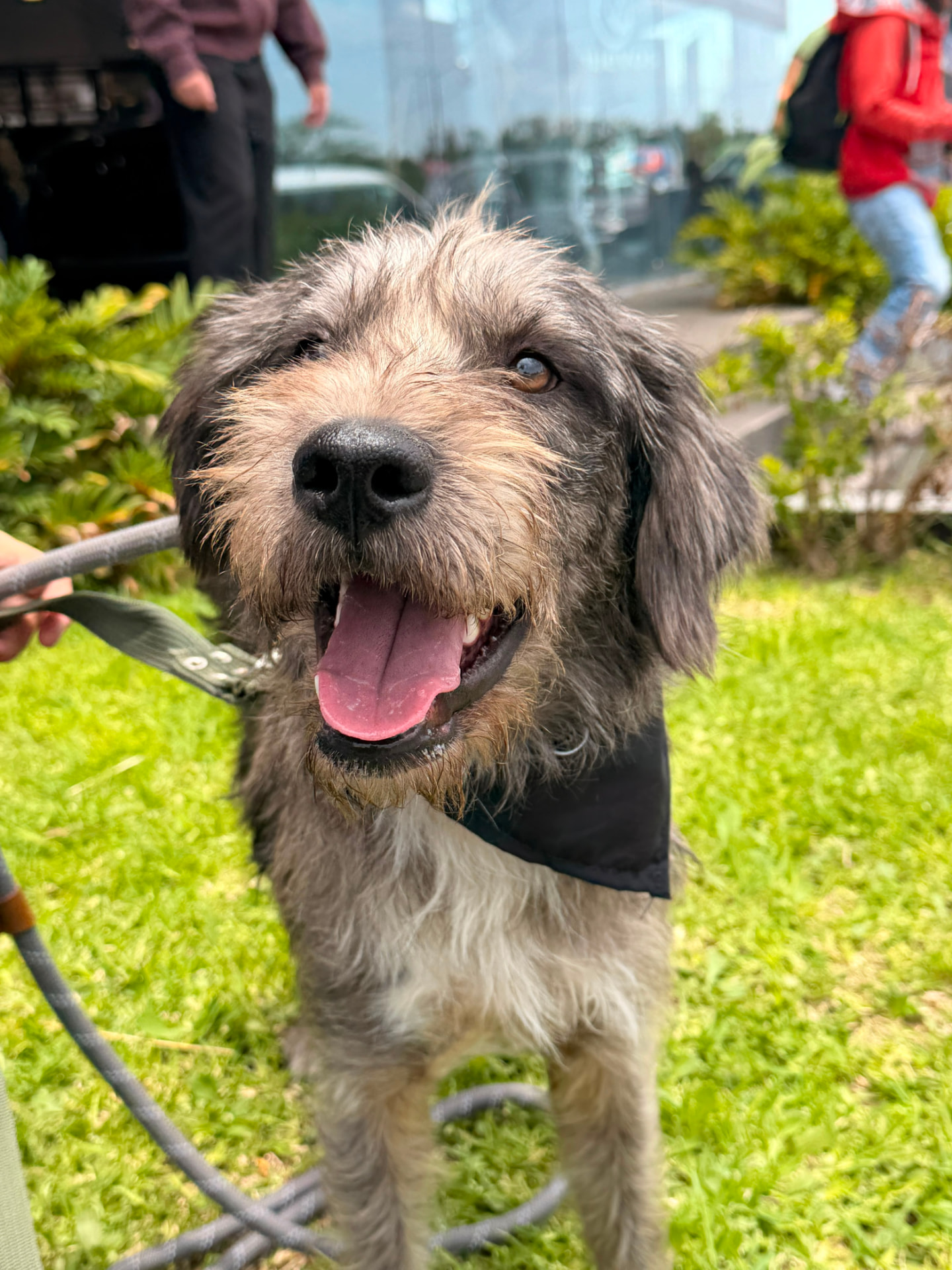 Rescued pup waiting for a home
