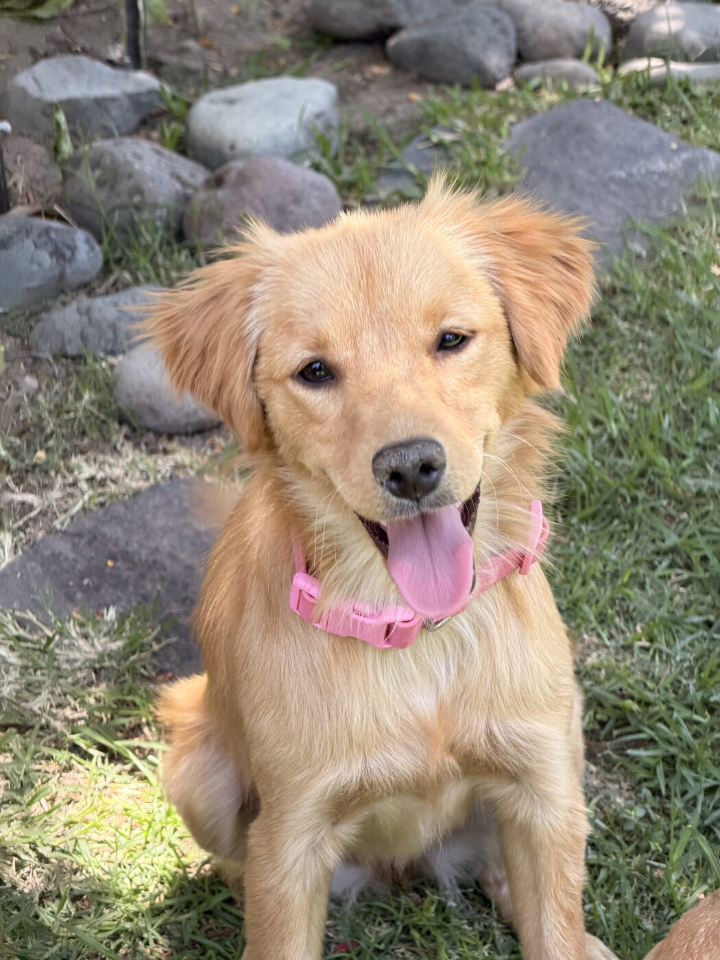 Rescued pup waiting for a home