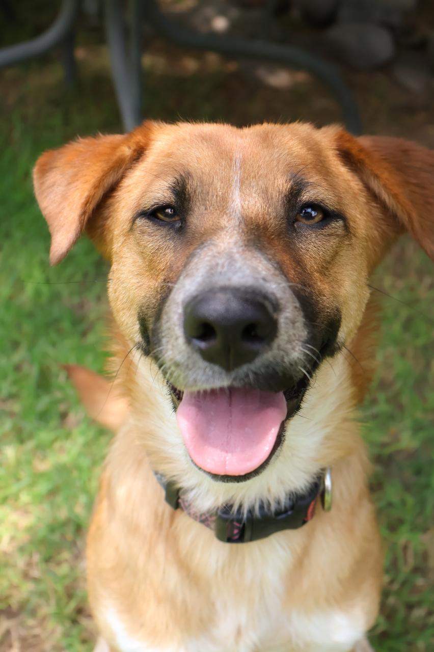 Rescued pup waiting for a home