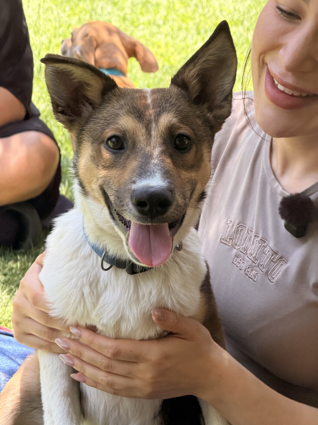 Rescued pup waiting for a home