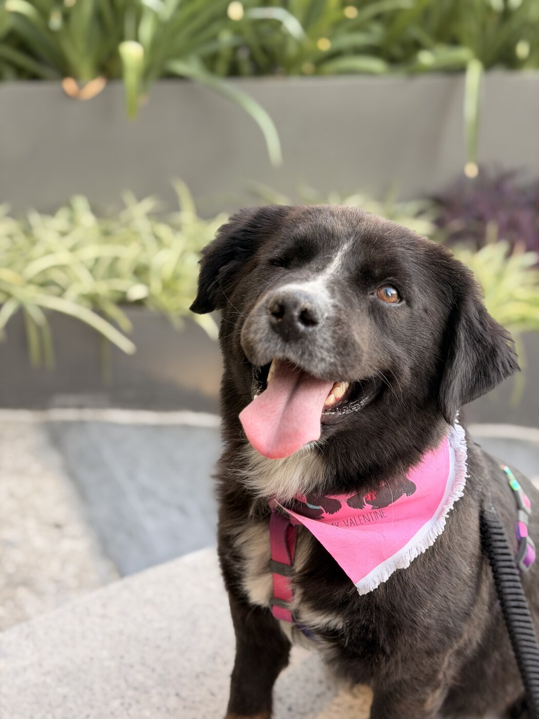 Rescued pup waiting for a home