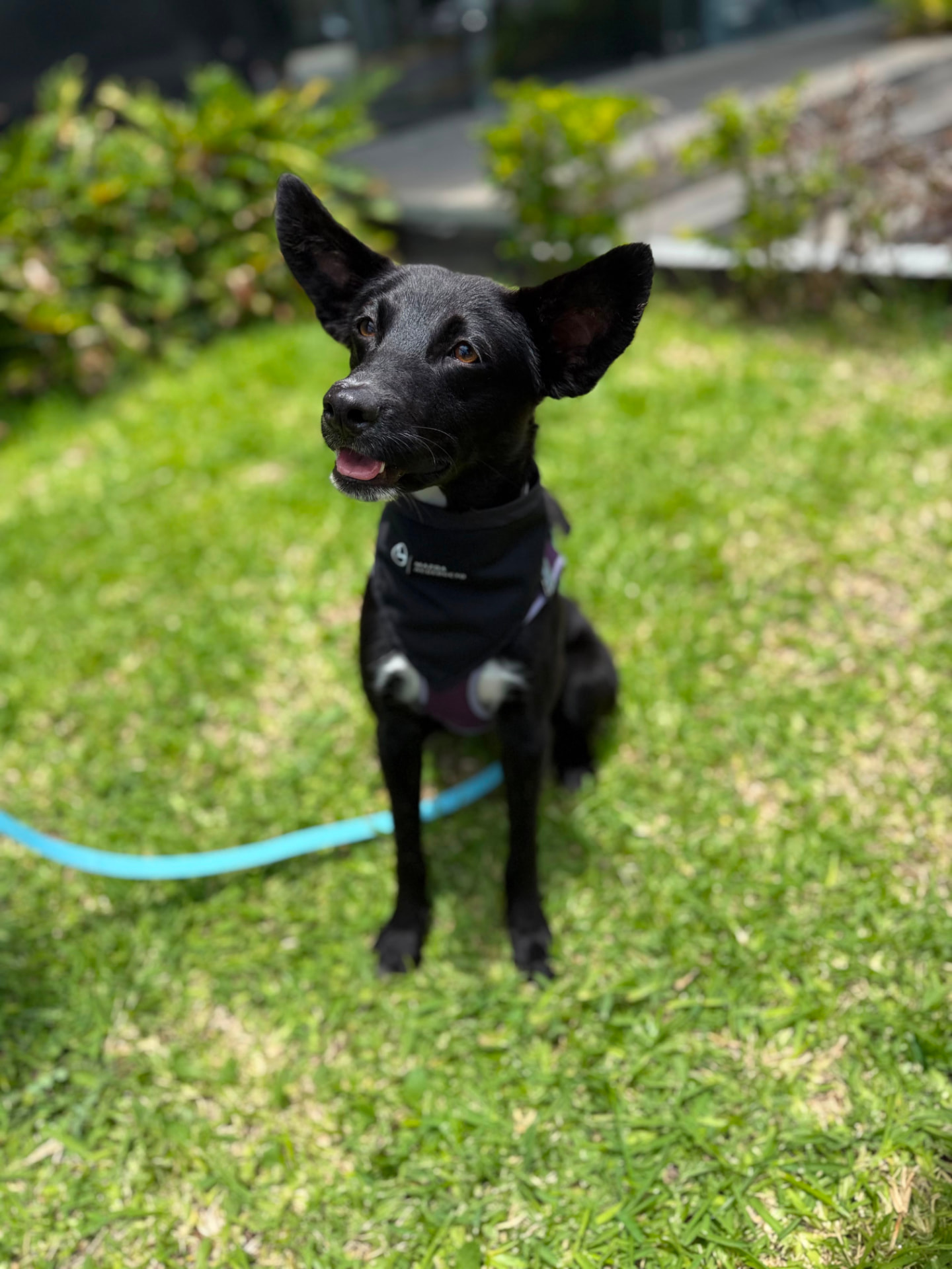 Rescued pup waiting for a home