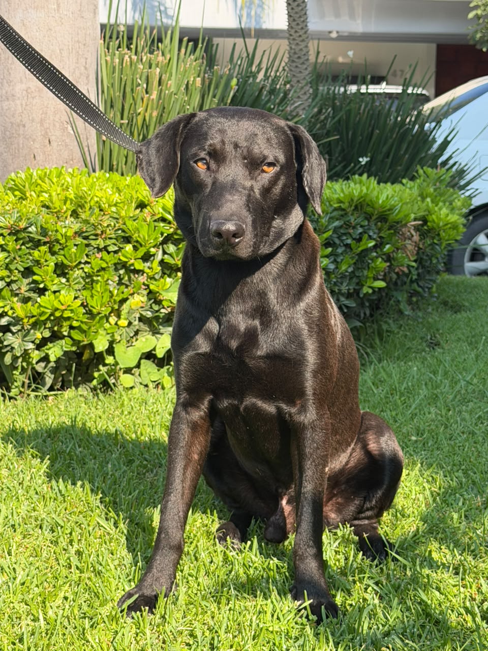 Rescued pup waiting for a home