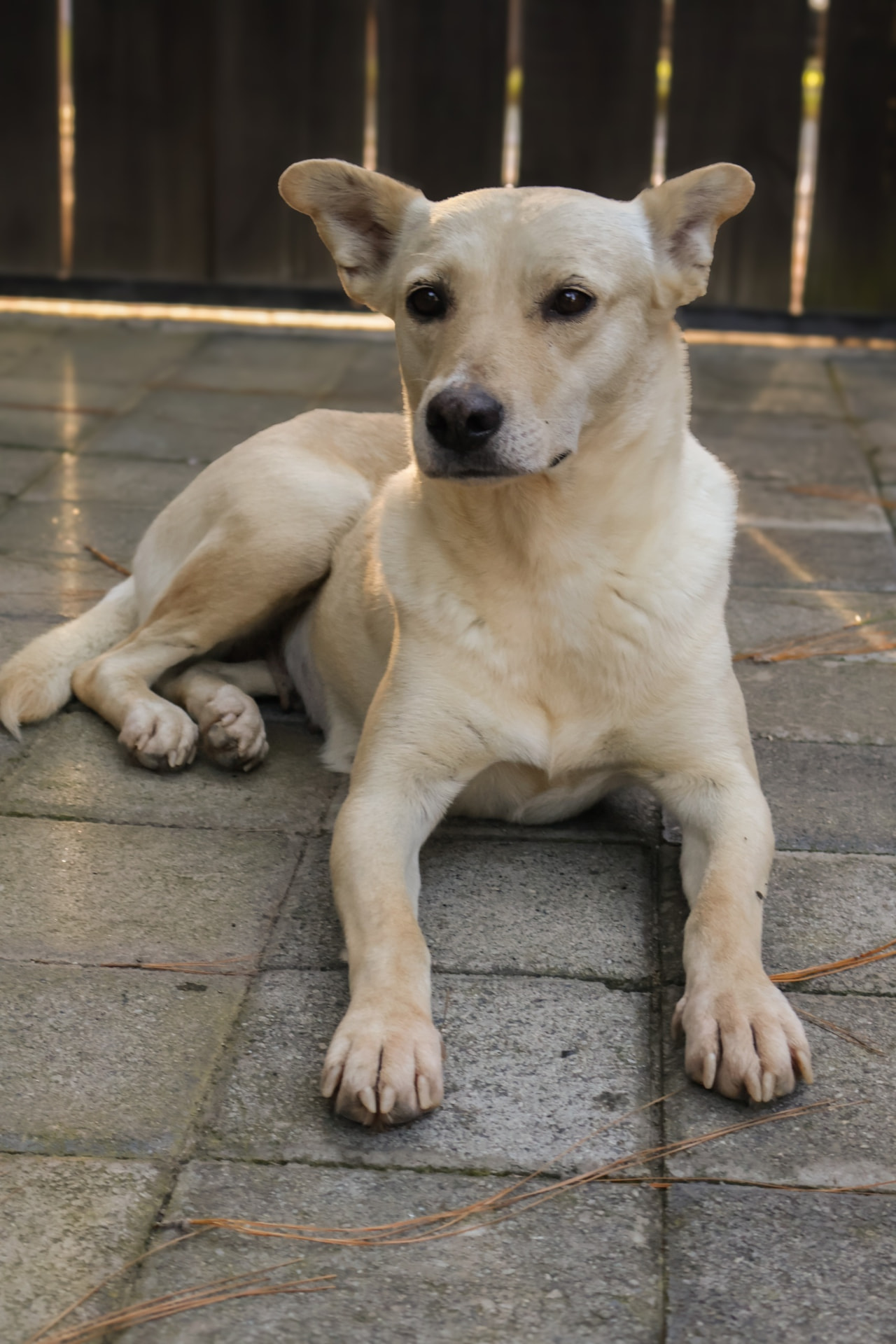 Rescued pup waiting for a home