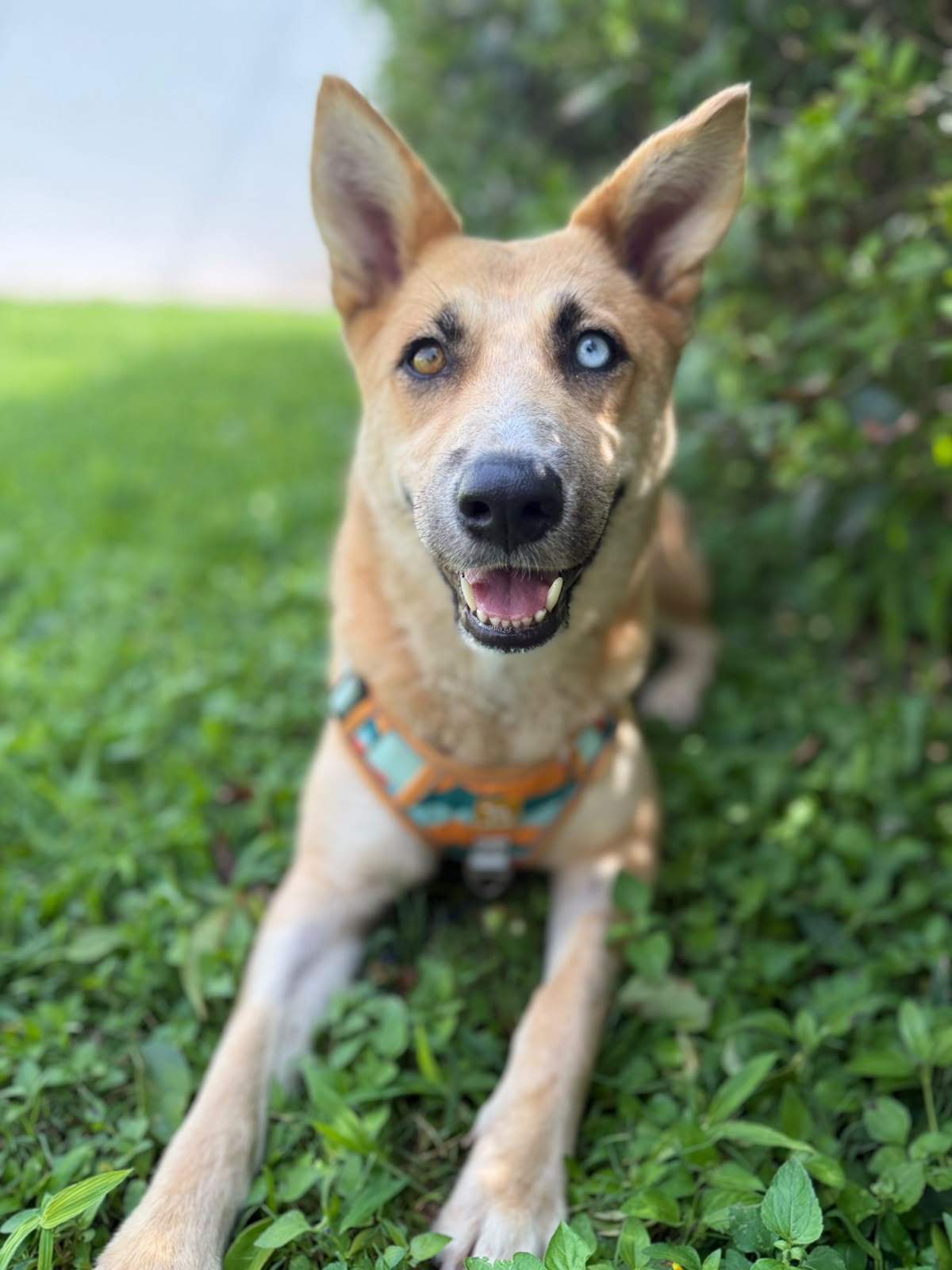 Rescued pup from Lomito A.C.