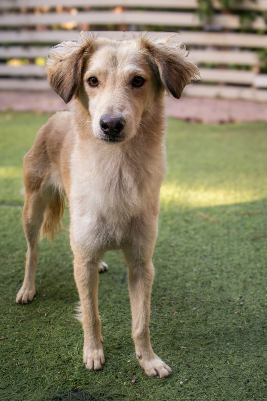 Rescued pup waiting for a home