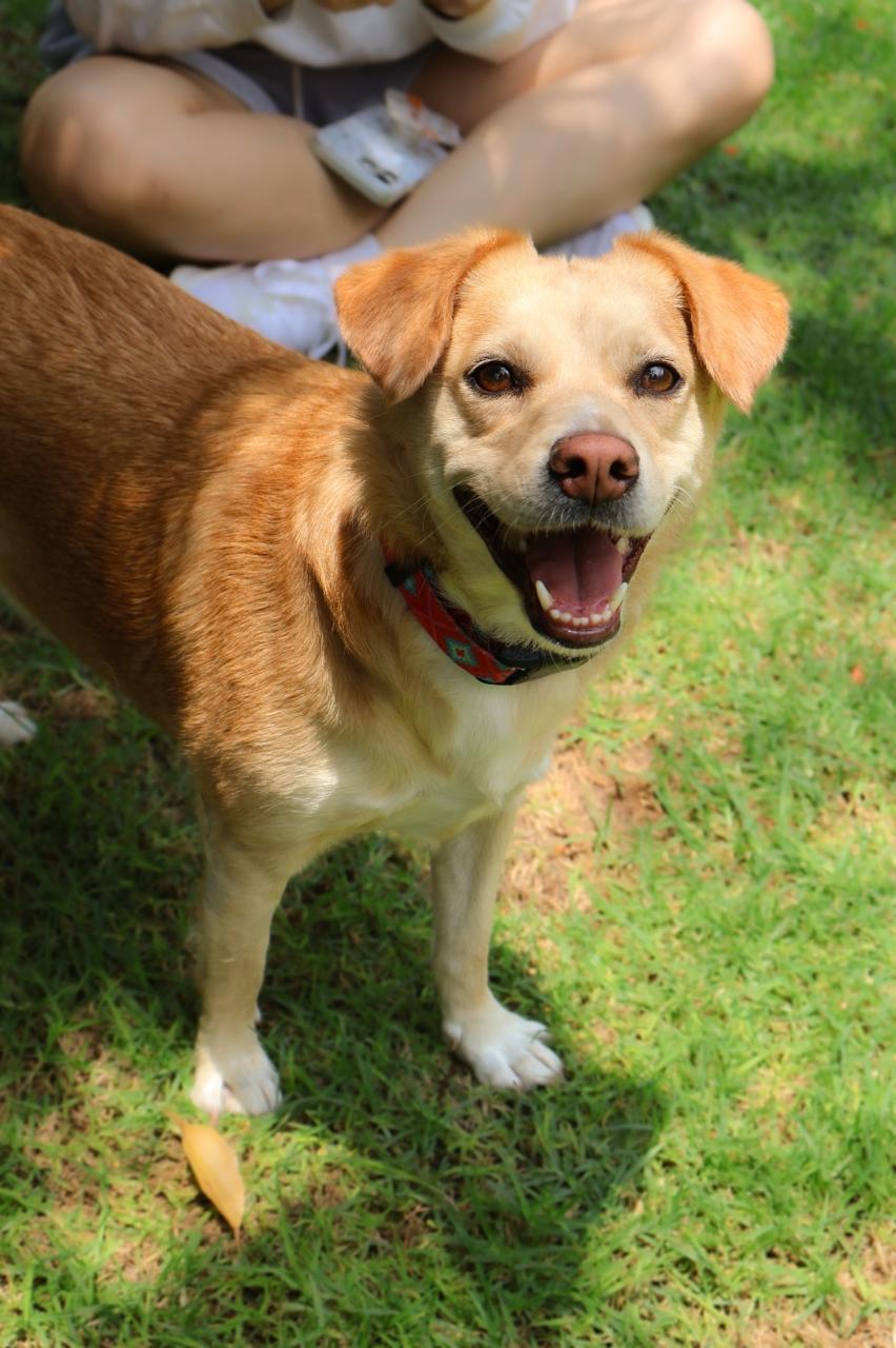 Rescued pup waiting for a home