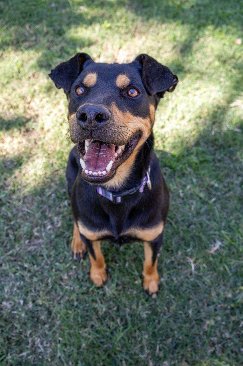 Rescued pup waiting for a home