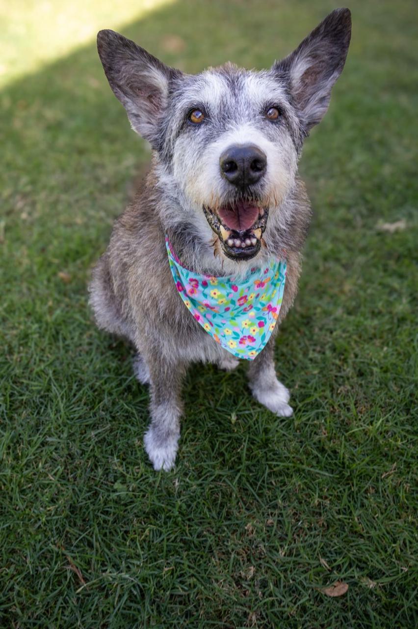 Rescued pup waiting for a home