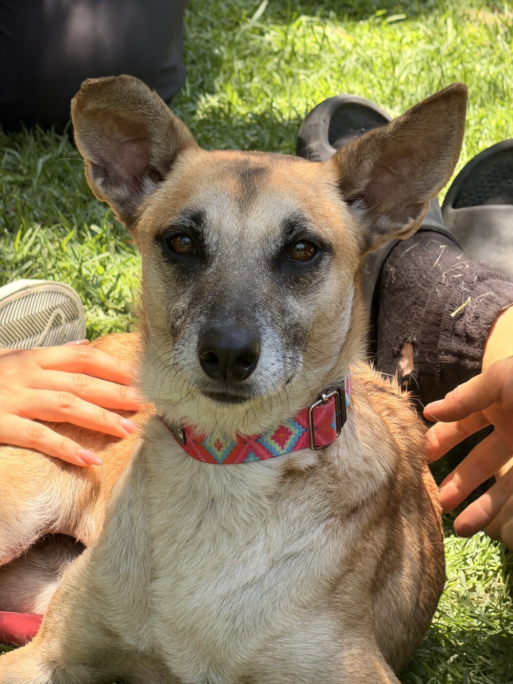Rescued pup waiting for a home