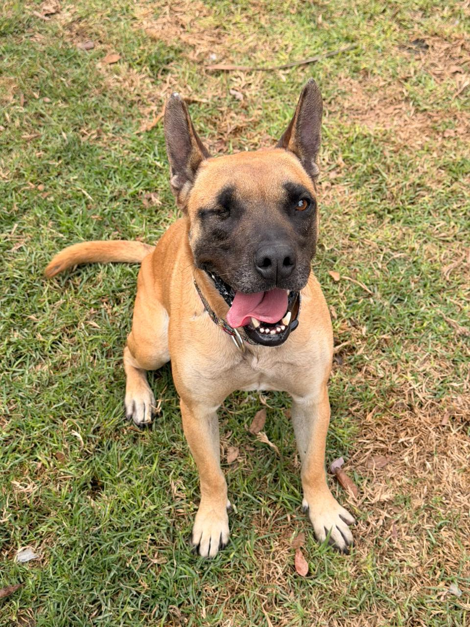 Rescued pup waiting for a home