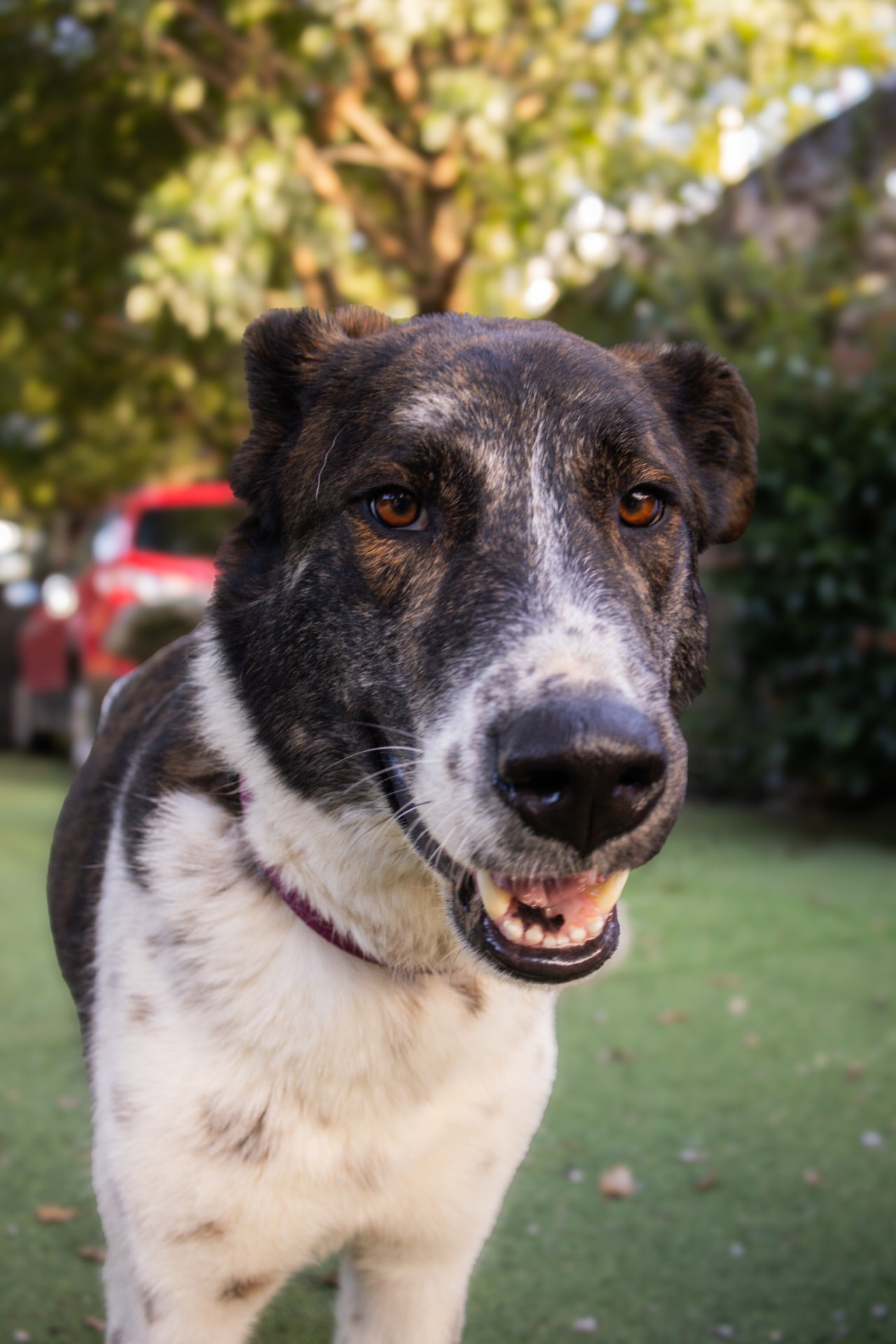 Rescued pup waiting for a home