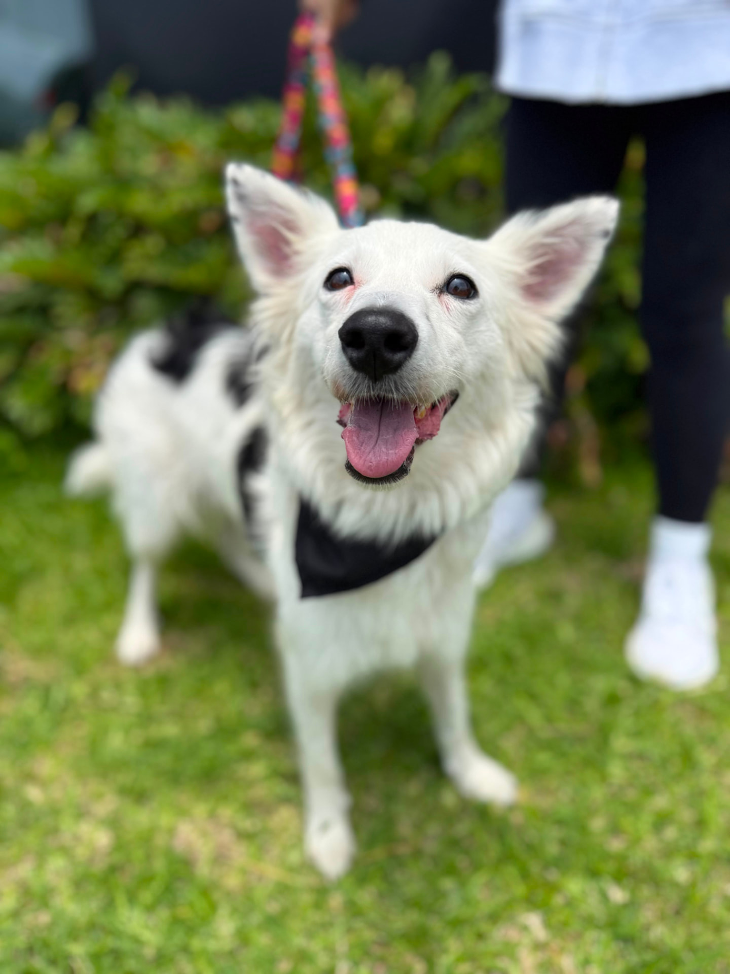 Rescued pup waiting for a home