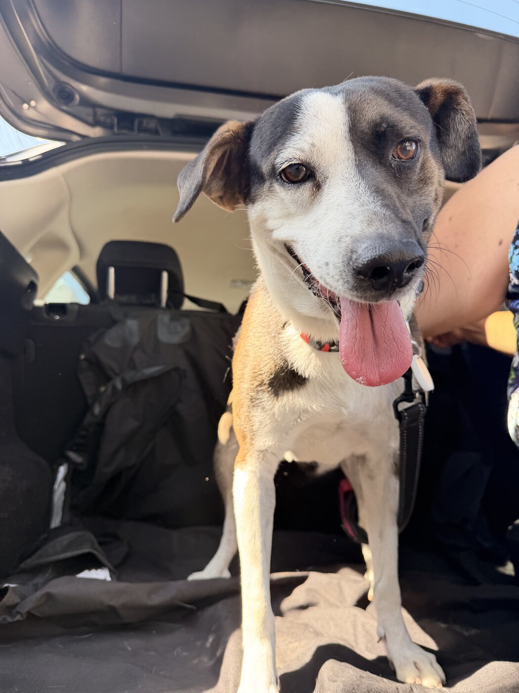 Rescued pup waiting for a home