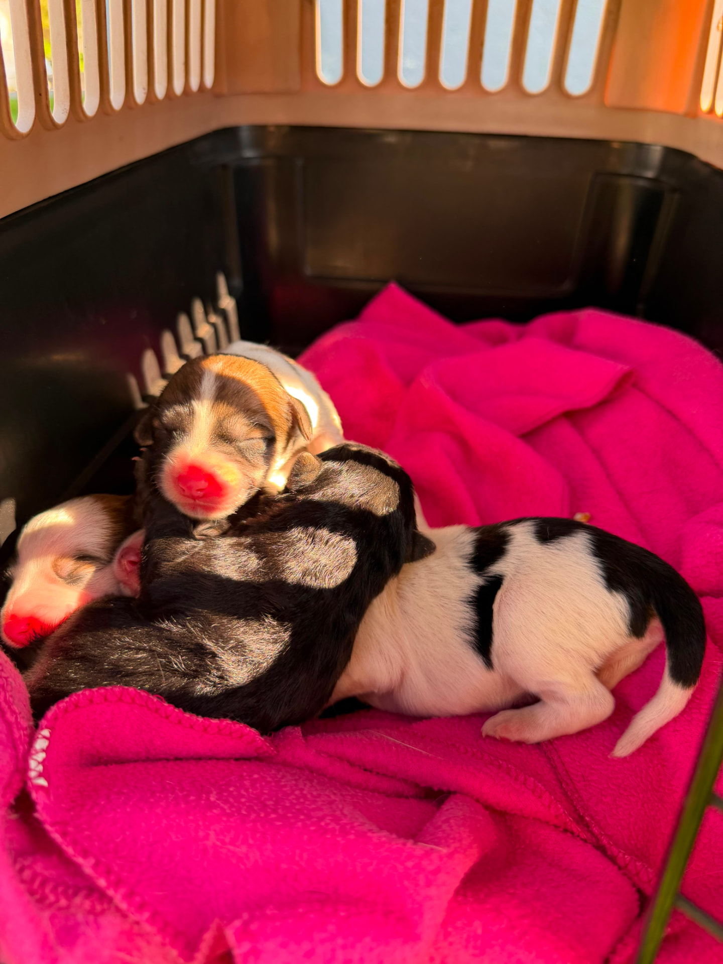 Rescued pup waiting for a home
