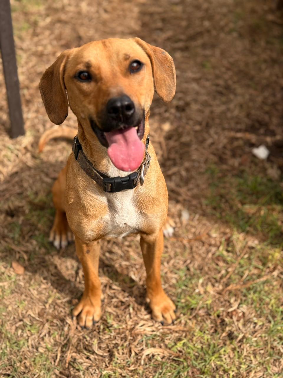 Rescued pup waiting for a home