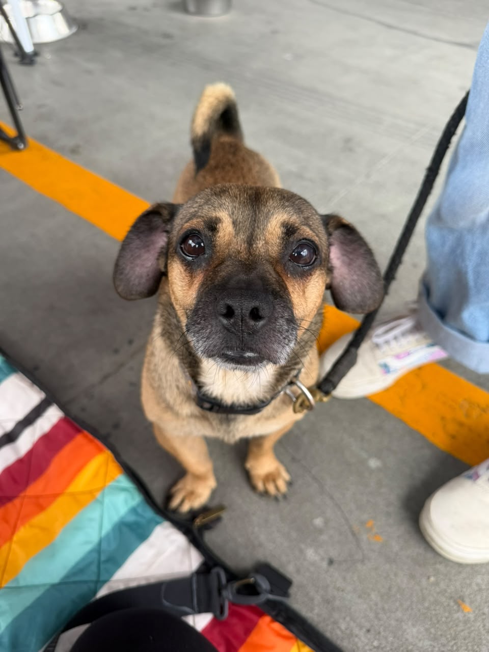 Rescued pup waiting for a home